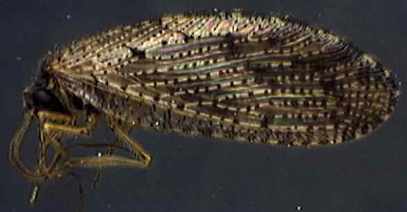 hemerobius humulinus